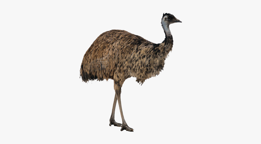 Ostrich Png Free Image Download - Emu Png, Transparent Png, Free Download