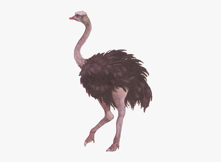 Ostrich Png Free Download - Ostrich And Crane, Transparent Png, Free Download