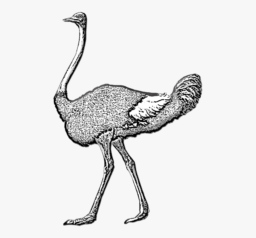 Ostrich, HD Png Download, Free Download