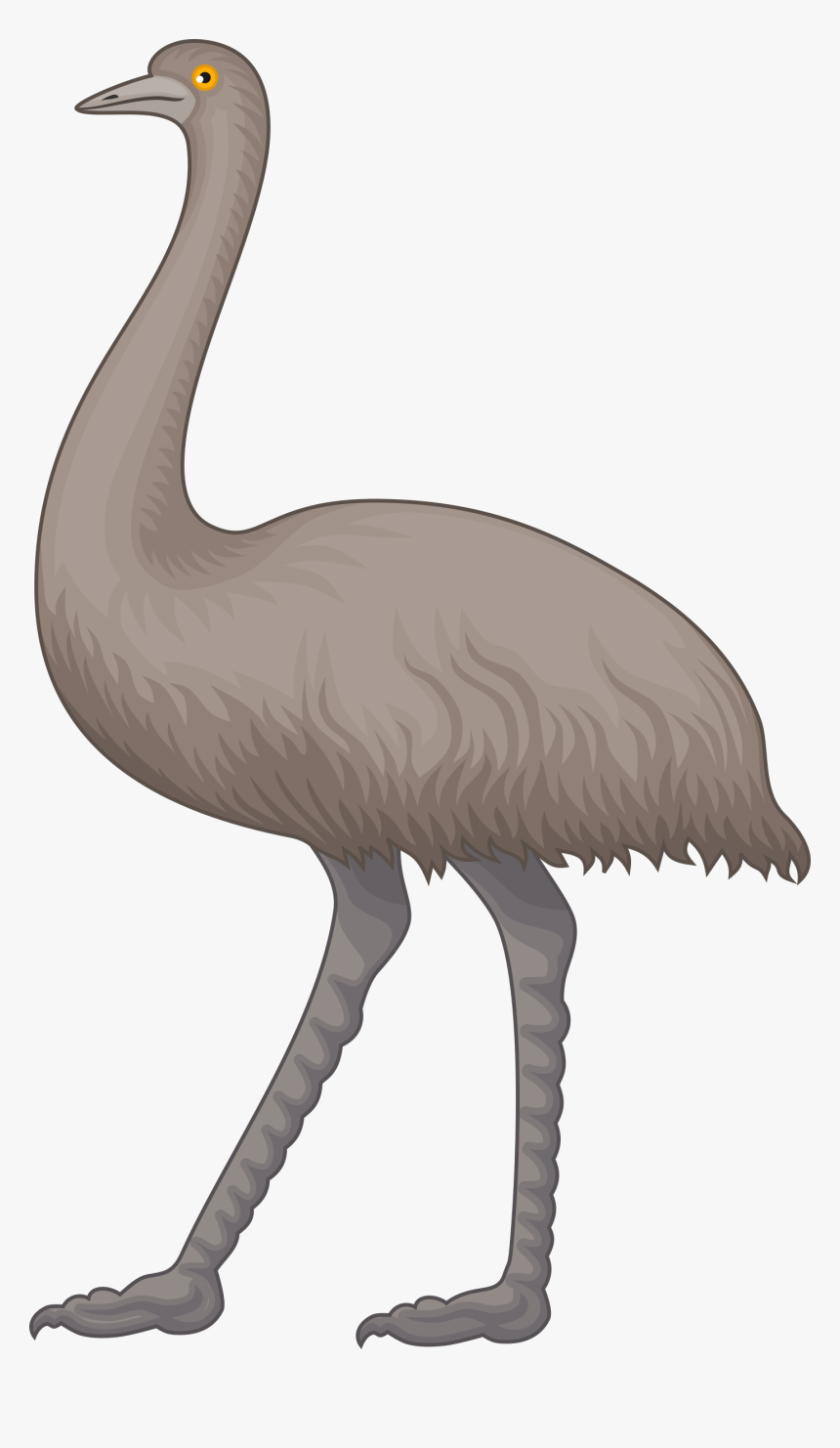 Collection Of Free Emew - Emu Clipart, HD Png Download, Free Download