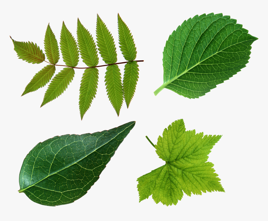 Download And Use Green Leaves Icon Clipart - Leaf Png, Transparent Png, Free Download