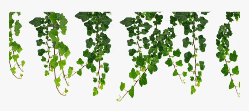 Hanging Vines Leaf Png - Transparent Background Vine Png, Png Download, Free Download