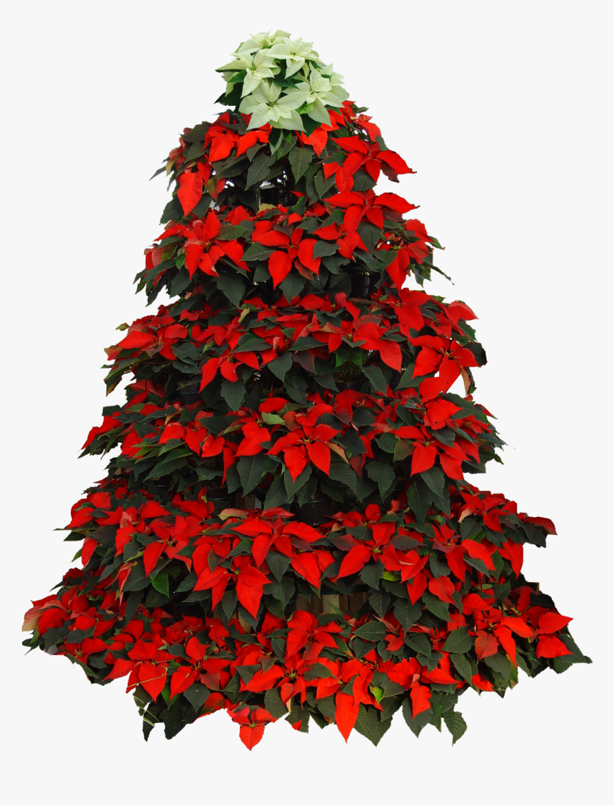 Poinsetta Clip Christmas Tree - Christmas Tree Poinsettia Clipart, HD Png Download, Free Download