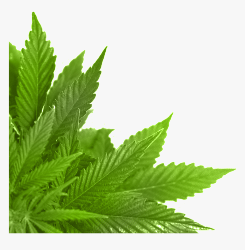 Green Leaf Png - Leaf Png Free, Transparent Png, Free Download