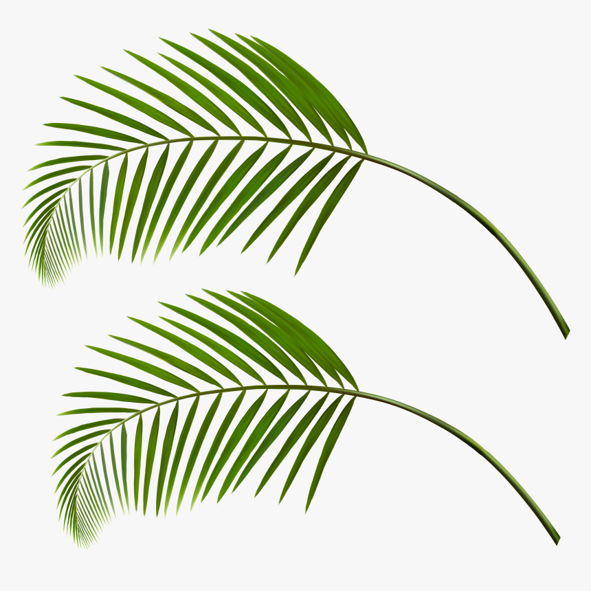 Transparent Fall Leaf Clipart - Palm Tree Leaves Falling, HD Png Download, Free Download