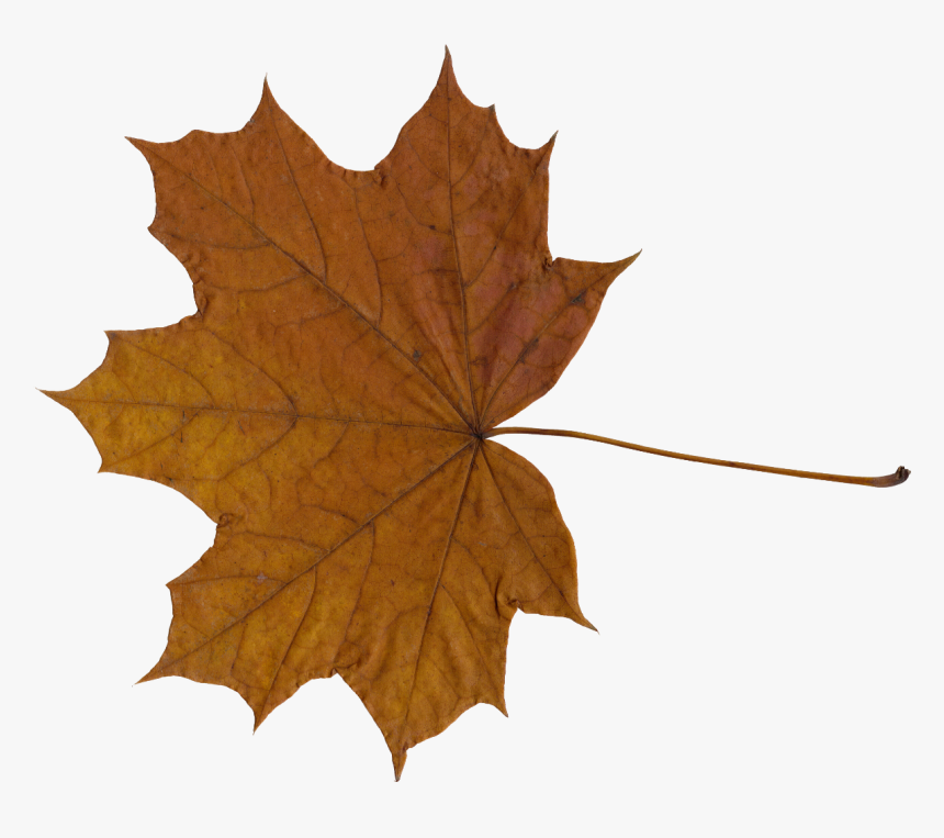 Maple Leaf - Maple Leaf Png Transparent, Png Download, Free Download