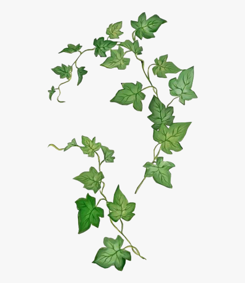 #leaves #png #green #kpopedit #edits #edit #overlay - Poison Ivy Plant Drawing, Transparent Png, Free Download