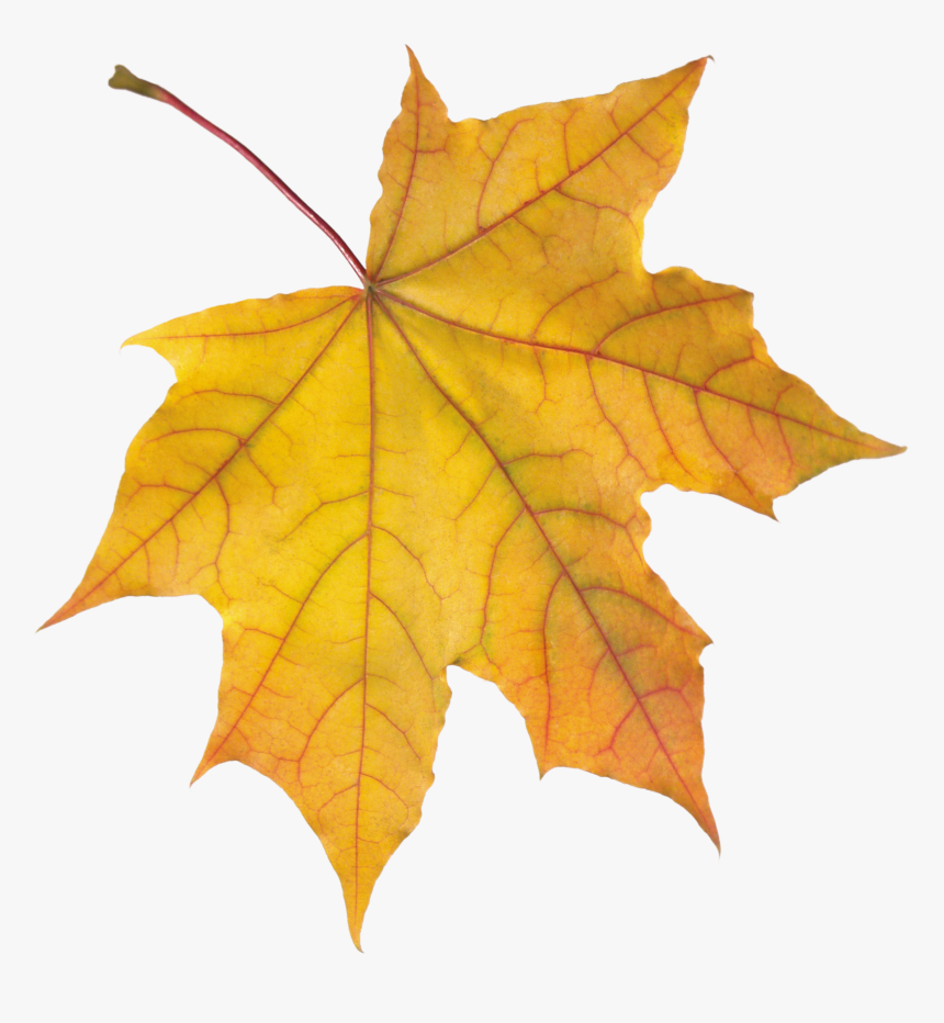 Autumn Leaves Png, Transparent Png, Free Download