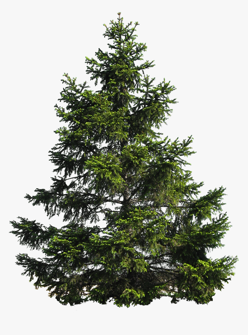 Fir Tree Transparent Background, HD Png Download, Free Download