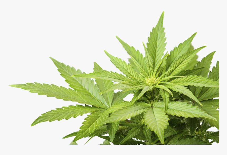 Cannabis Weed Marijuana Leaf Png Clipart Image - Png Weed Leaf, Transparent...