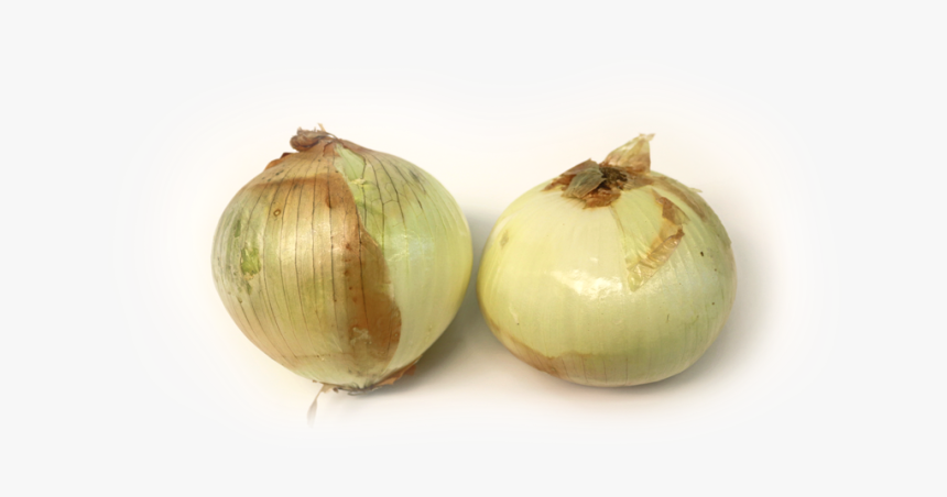 Transparent Onion Slice Png - Onion Vegetable Or Fruit, Png Download, Free Download