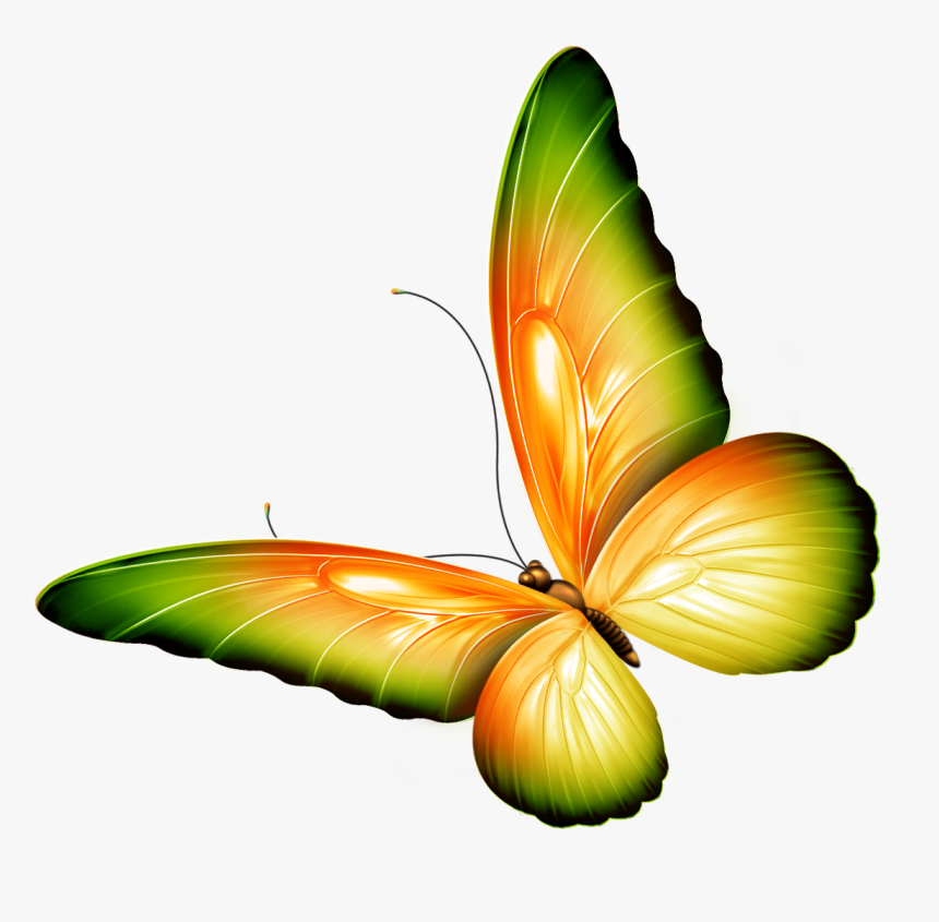 Flowers And Butterflies Panda, HD Png Download, Free Download