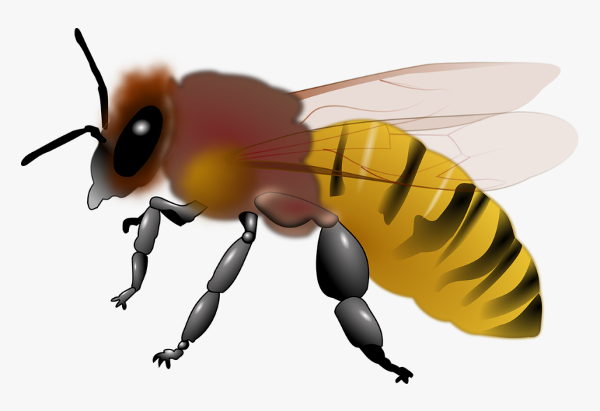 Transparent Miel De Abeja Png - Bee Clip Art Honey, Png Download, Free Download