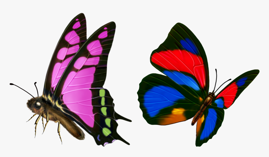 Butterfly Transparency And Translucency Icon - Butterfly Pictures Transparency, HD Png Download, Free Download