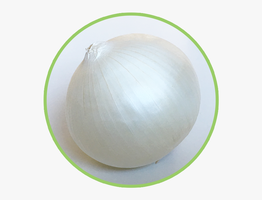 Onion , Png Download - Onion, Transparent Png, Free Download