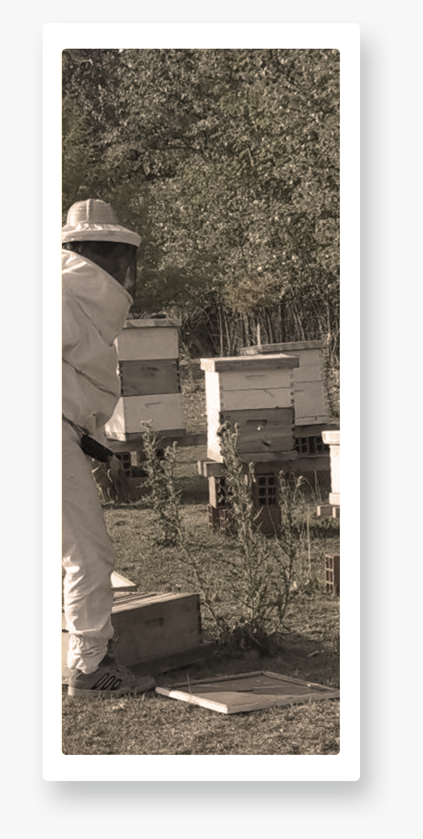 Historia De Miel La Colmena - Honeybee, HD Png Download, Free Download