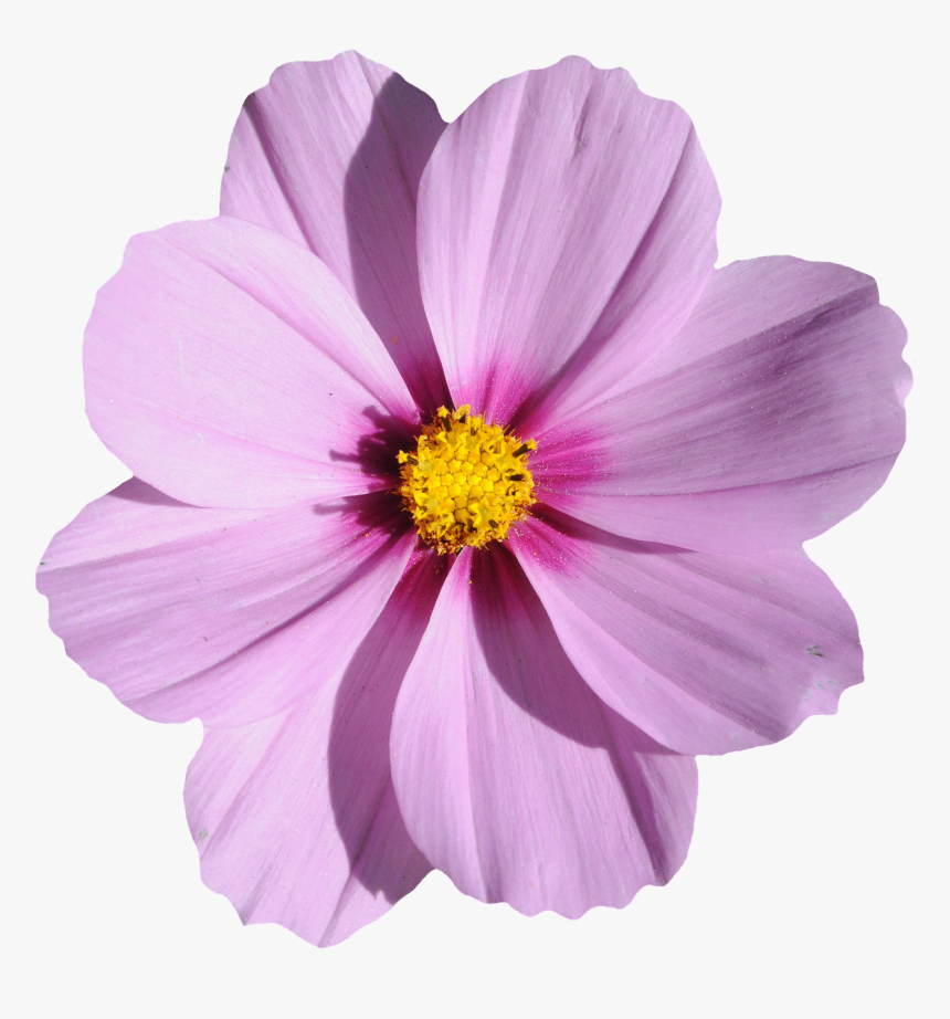 Flor, Púrpura, Verano, Floración, Flor Morada - Flor Png, Transparent Png, Free Download