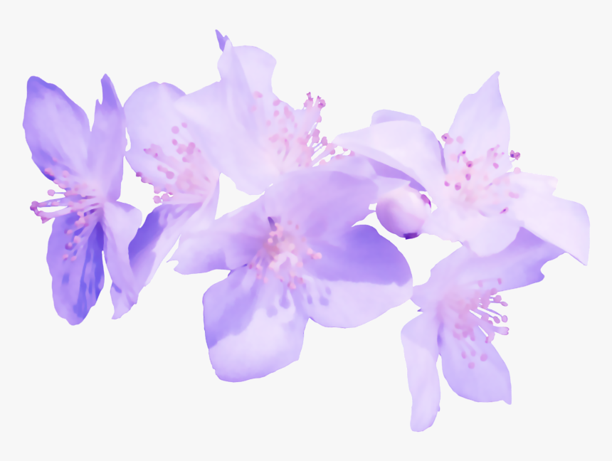 Flores Moradas En Png Transparente , Png Download - Flores Moradas Fondo Png, Png Download, Free Download