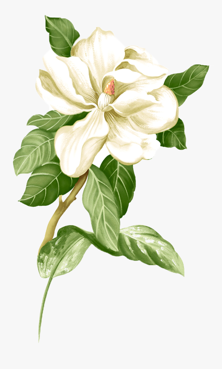 Jasmine Flower Png, Transparent Png, Free Download