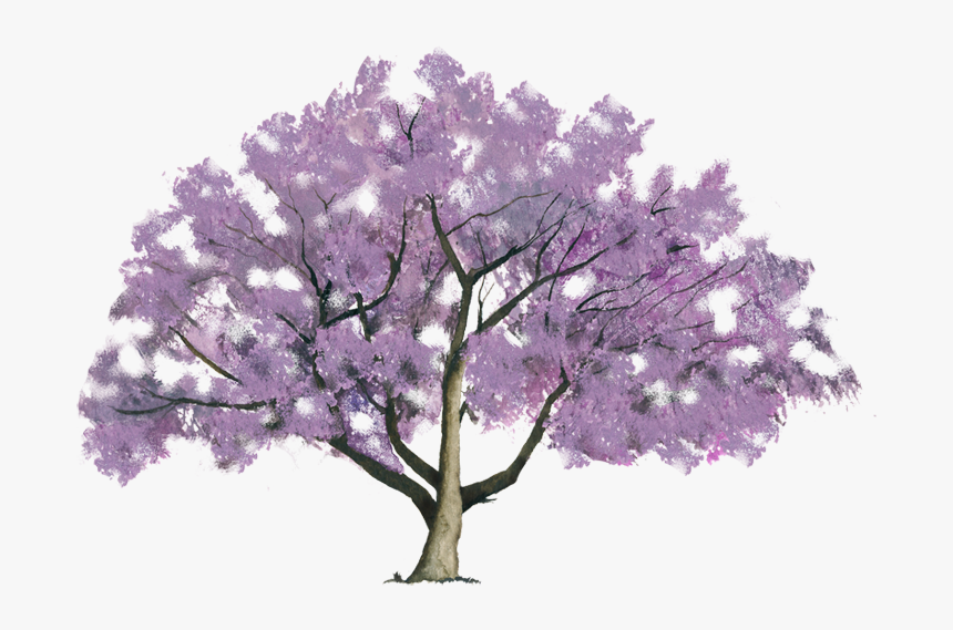 Jacaranda Tree Blank Background, HD Png Download, Free Download
