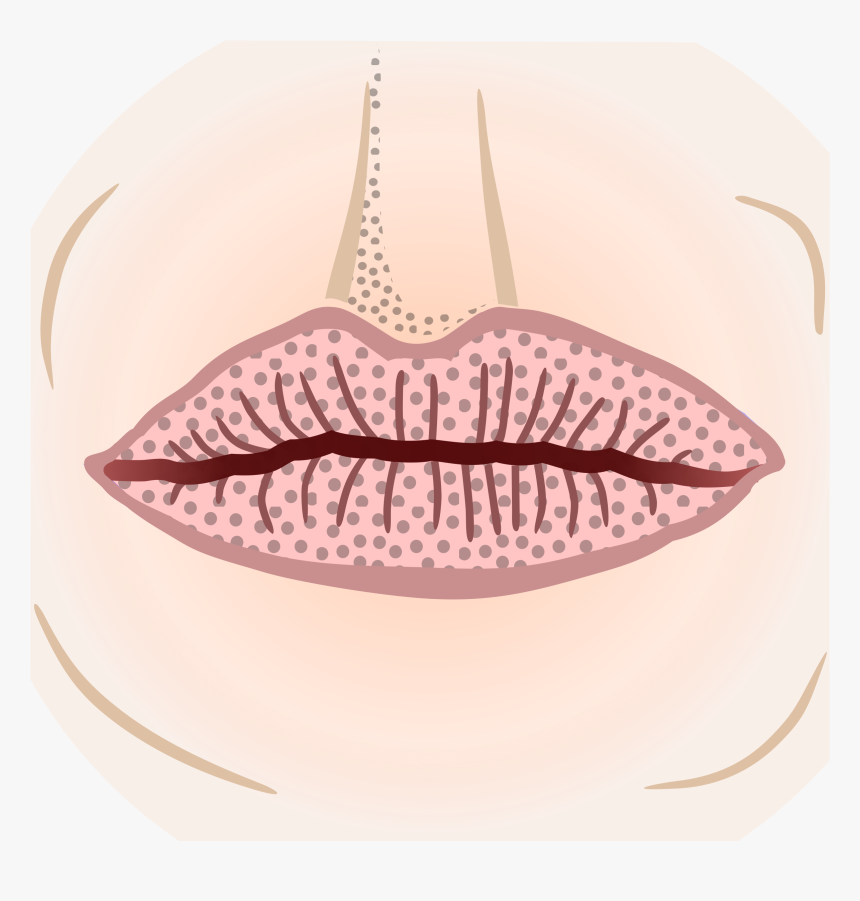 This Free Icons Png Design Of Mouth - Illustration, Transparent Png, Free Download