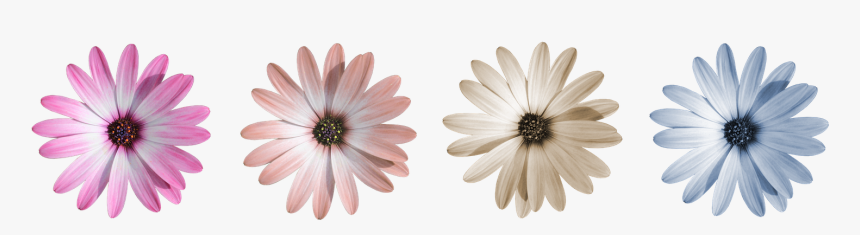 Flor, Púrpura, Flor Morada, Cerrar - Margen De Flores Moradas, HD Png Download, Free Download