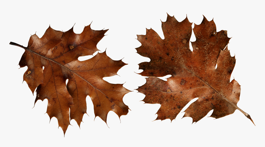 Autumn Png Leaf - Brown Autumn Leaf Png, Transparent Png, Free Download