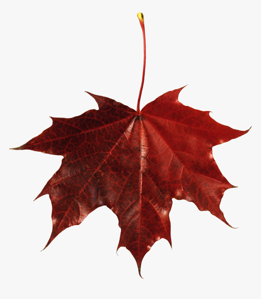 Autumn Png Leaf - Transparent Background Fall Leaf, Png Download, Free Download