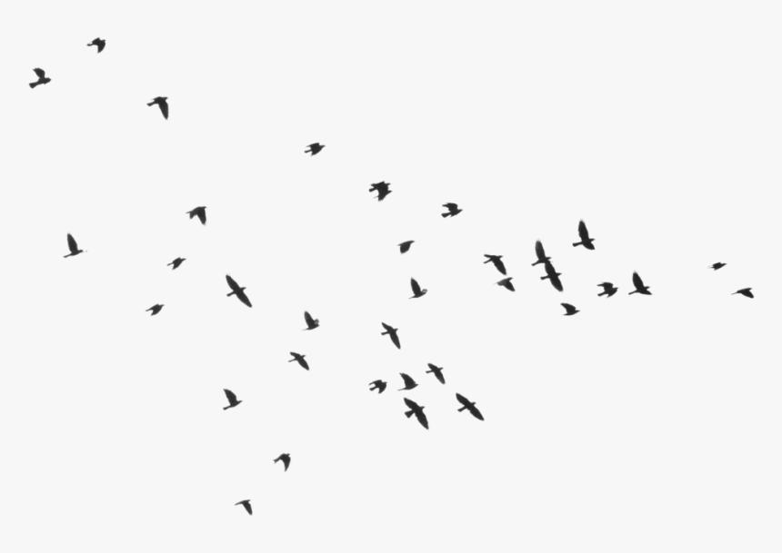 Bird Silhouette Clip Art - Silhouette Transparent Background Hd Png Birds, Png Download, Free Download