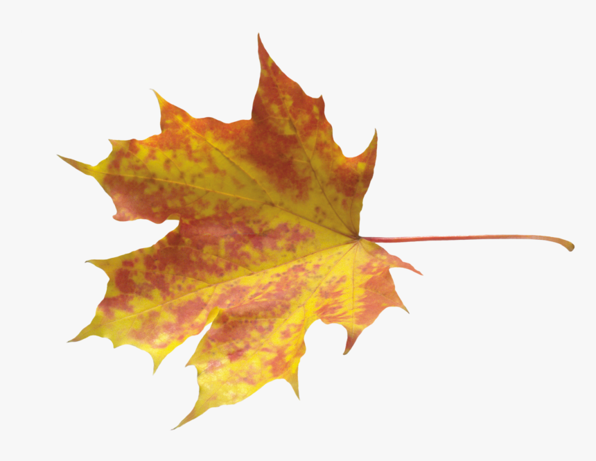 Autumn Png Leaf - Autumn Leave Png, Transparent Png, Free Download