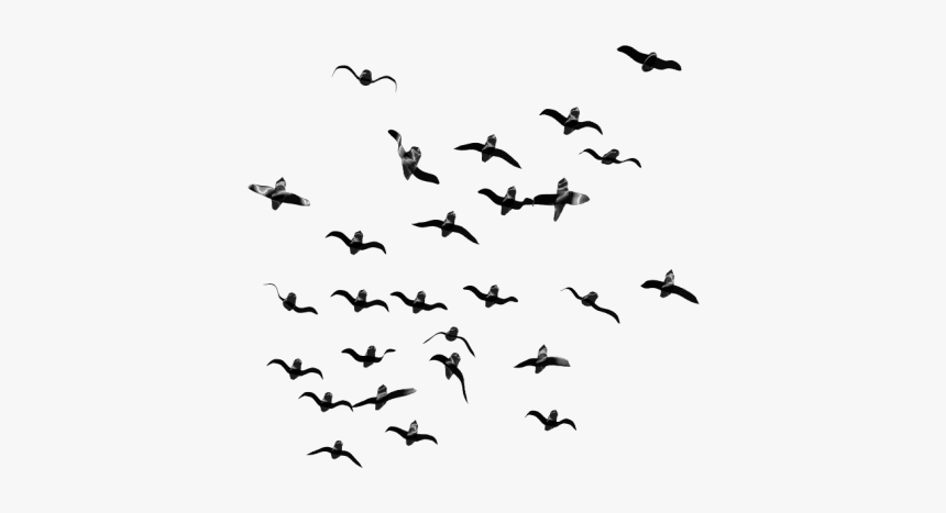 Flock Of Birds Png - Flock Of Birds Transparent, Png Download, Free Download