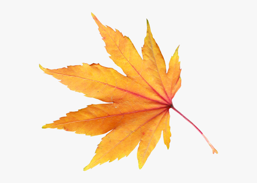 Autumn Png Leaf - Fall Leaf Transparent Background, Png Download, Free Download