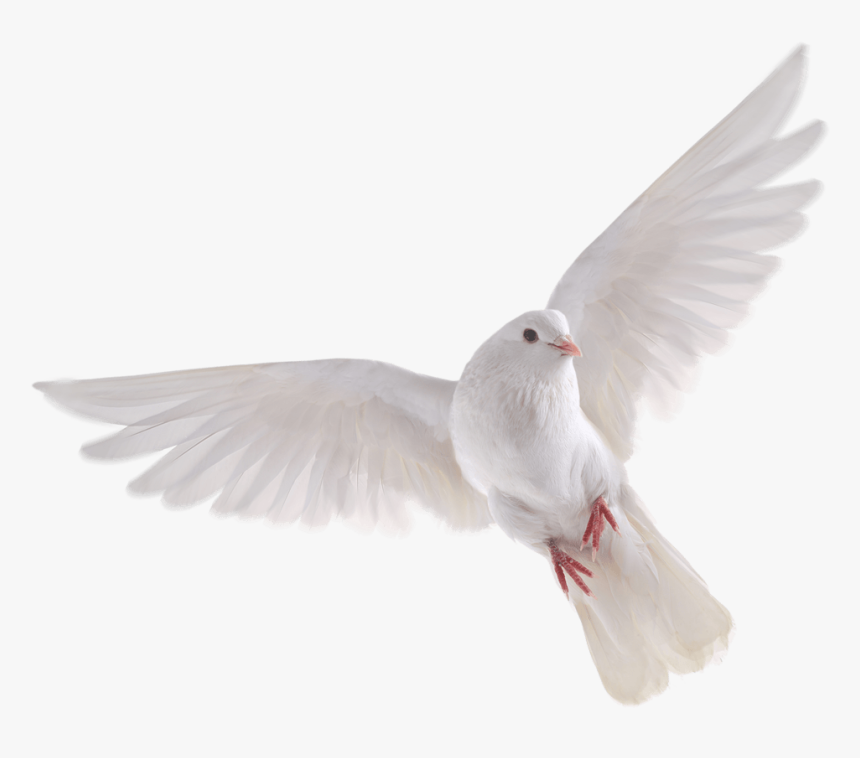 Doves Flying Png - Transparent Background White Doves, Png Download, Free Download