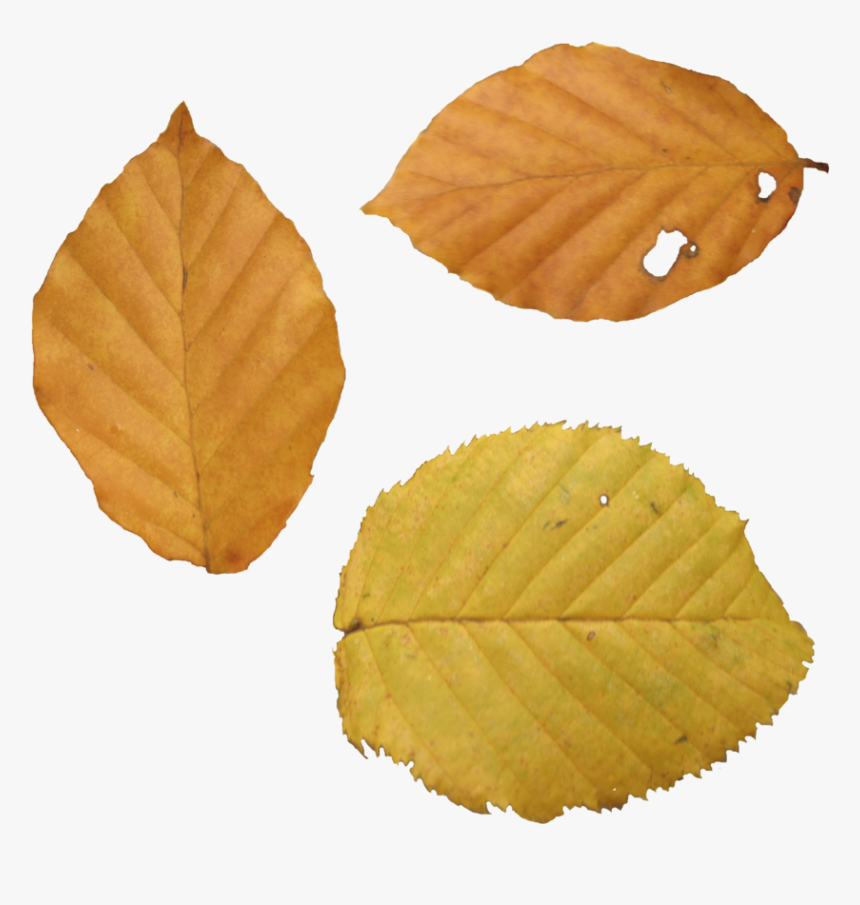 Autumn Png Leaf - Yellow Fall Leaf Png, Transparent Png, Free Download