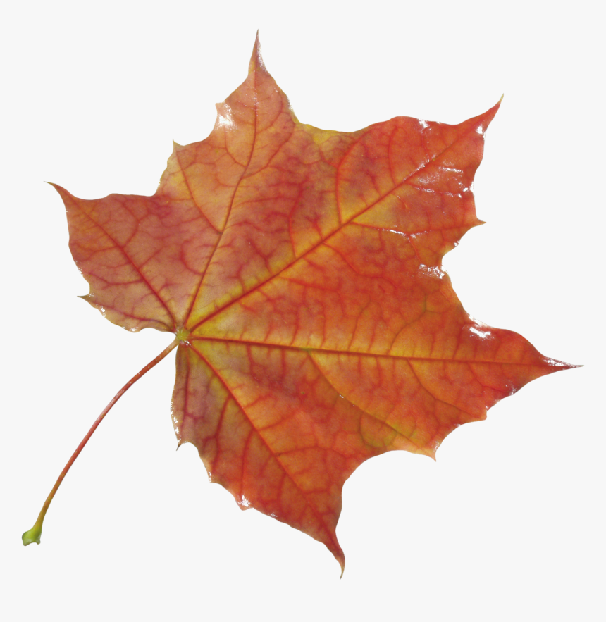Autumn Png Leaf - Transparent Autumn Maple Leaf Png, Png Download, Free Download