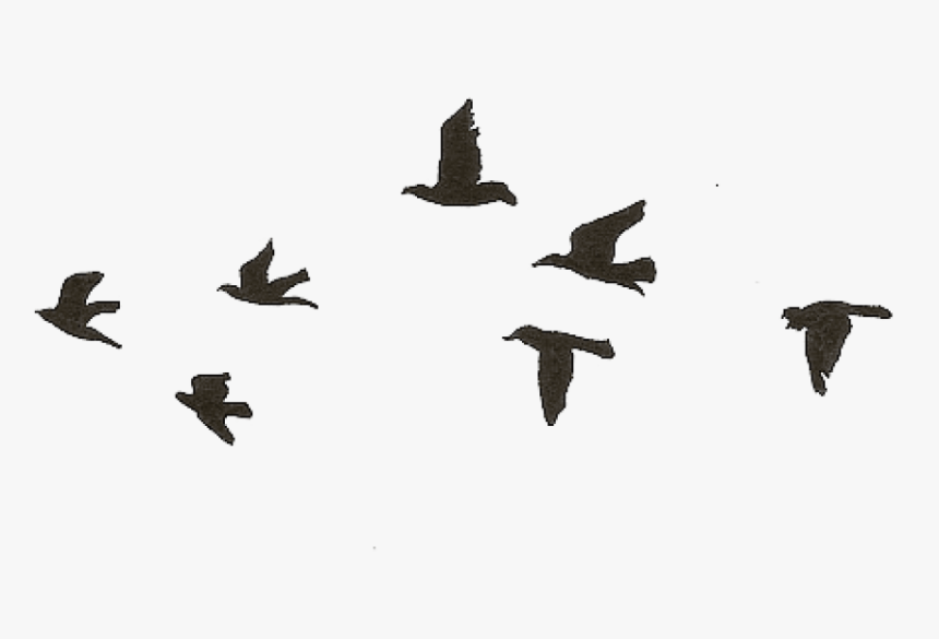 Free Png Download Flying Birds Gif Transparent Png - Simple Black Bird Drawing, Png Download, Free Download