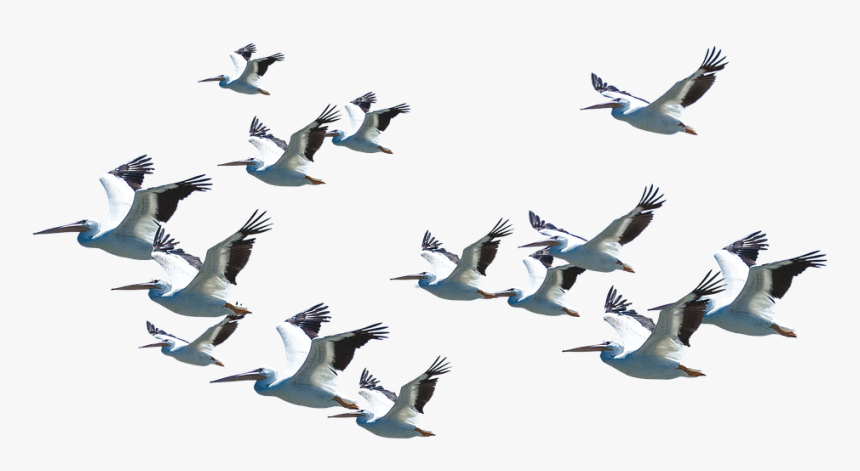 Bird-migration - Good Morning Believe Quotes, HD Png Download, Free Download