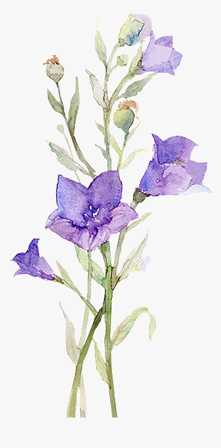 Flores Moradas Publicidad Elementos Románticos - Watercolor Painting, HD Png Download, Free Download