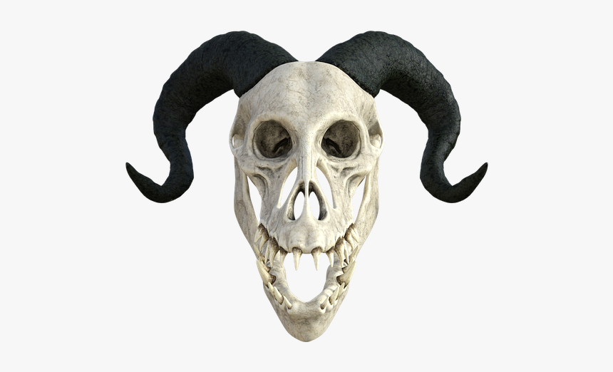 Skeleton, Anatomy, Skull, Head, Dragon - Skull, HD Png Download, Free Download
