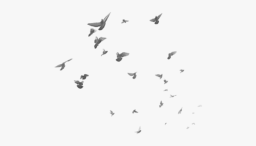 #bird #birds #dove #doves #terrieasterly - White Birds Png, Transparent Png, Free Download