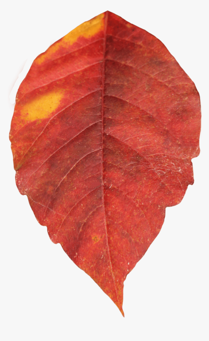 Red Autumn Png Leaf - Autumn Leaves Png, Transparent Png, Free Download