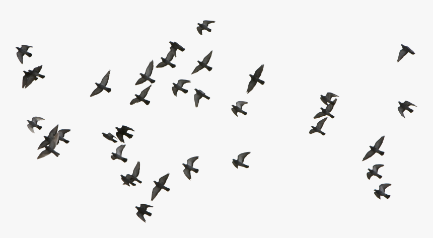 Bird Euclidean Vector - Birds Flying Vector Png, Transparent Png, Free Download