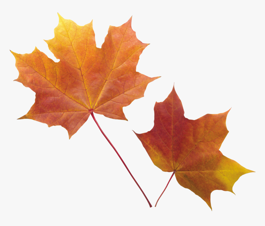 Autumn Png Leaf - Transparent Background Fall Leaves Png, Png Download, Free Download