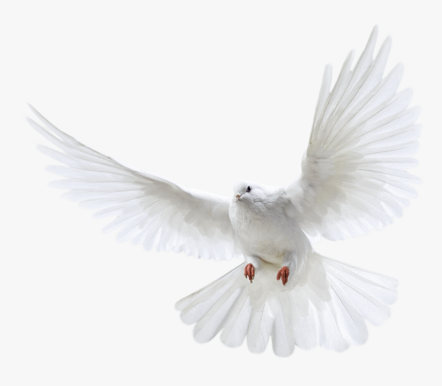 Clip Art For Free Download - White Flying Dove Png, Transparent Png, Free Download