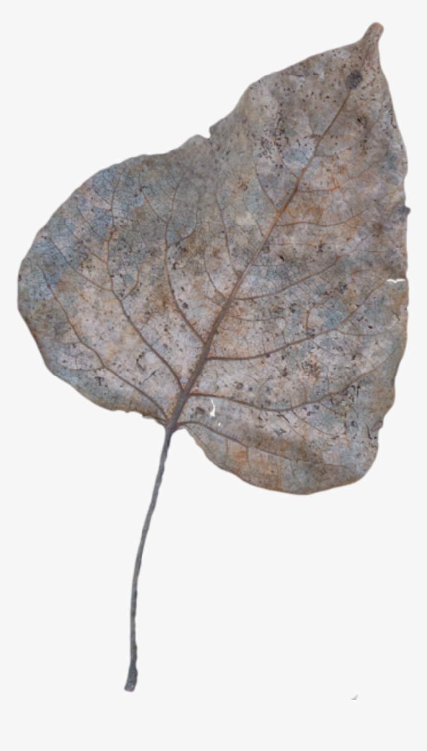 Transparent Dead Leaf Png - Red Bud, Png Download, Free Download