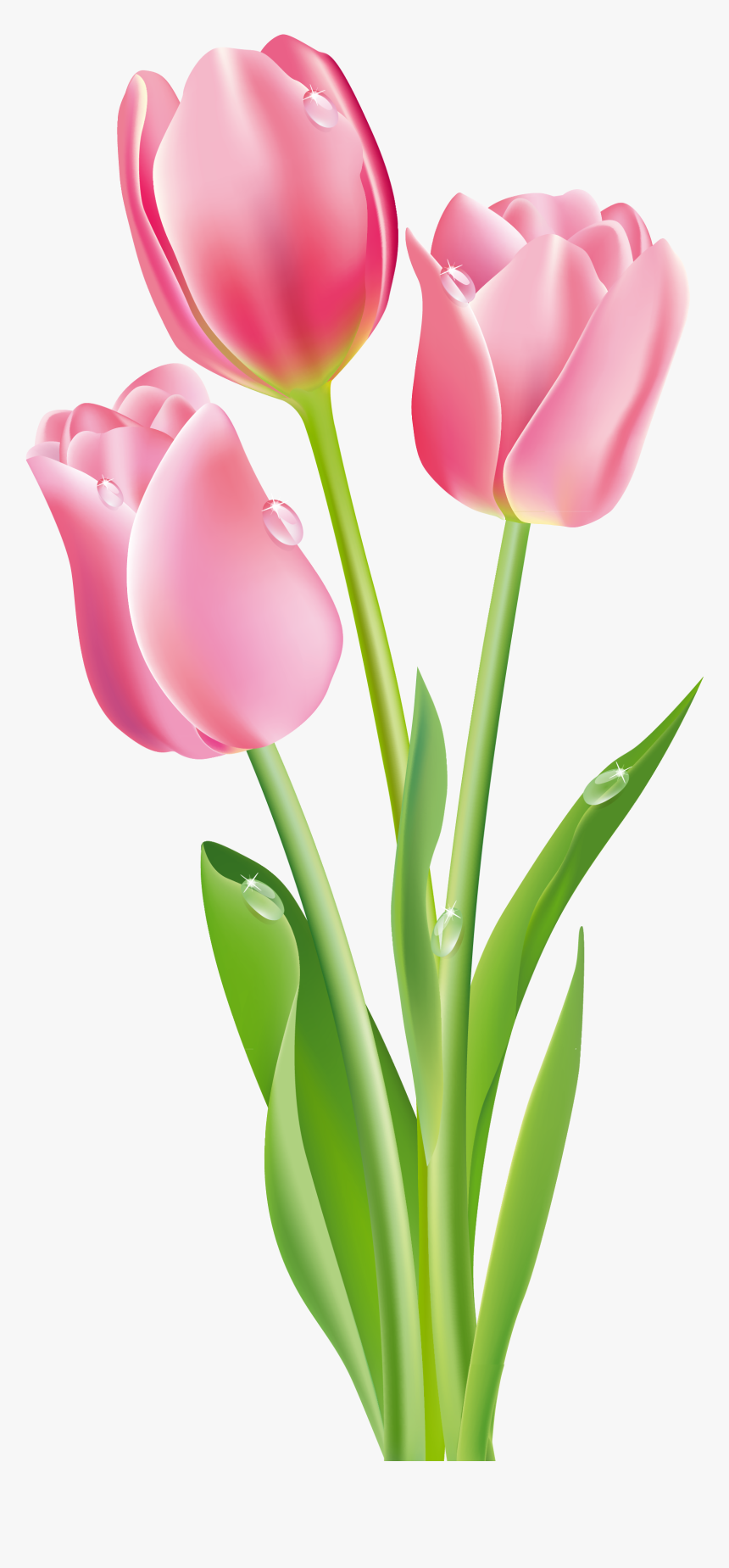 Tulip Flower Clipart Png, Transparent Png, Free Download