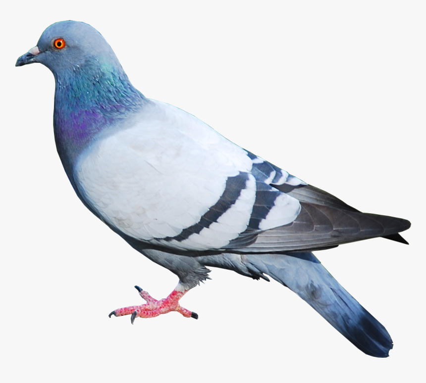 Pigeon Png Image - Pigeon Png, Transparent Png, Free Download