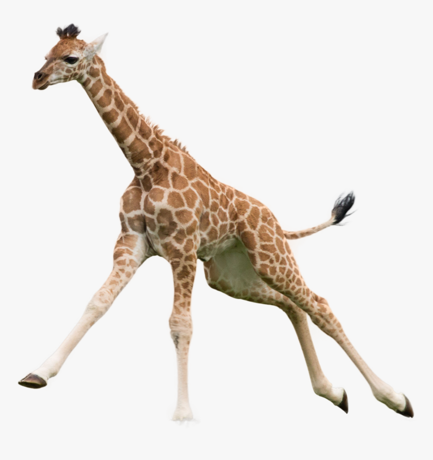 Giraffe Png Image, Transparent Png, Free Download