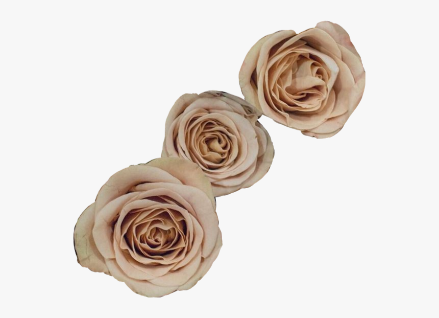 #aesthetic #aesthetics #beigeaesthetic #beige #frases - Brown Flower Png Aesthetic, Transparent Png, Free Download