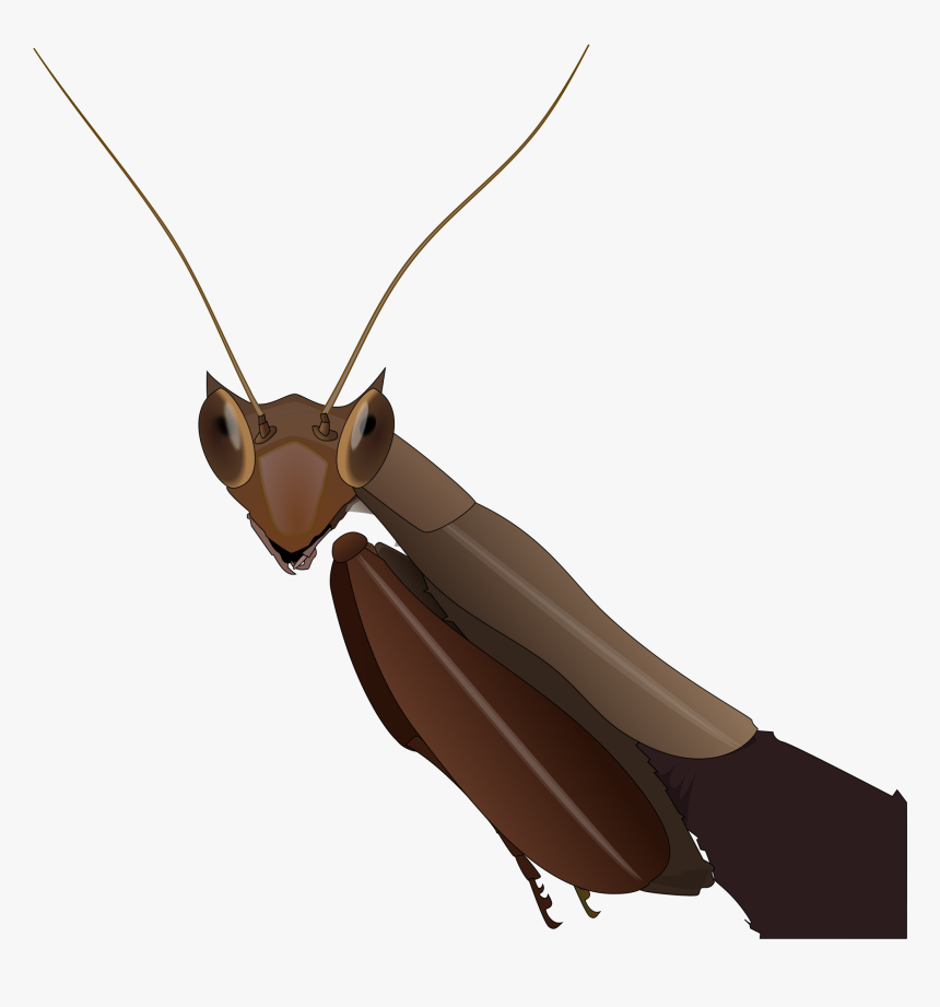 Transparent Mantis Png - Dead Leaf Mantis, Png Download, Free Download